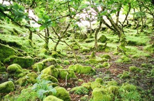 Faerie Glen Scotland - Magical Countryside